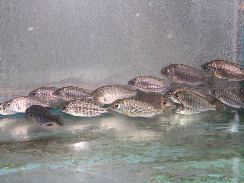 Protomelas sp. 'steveni imperial' Chiofu